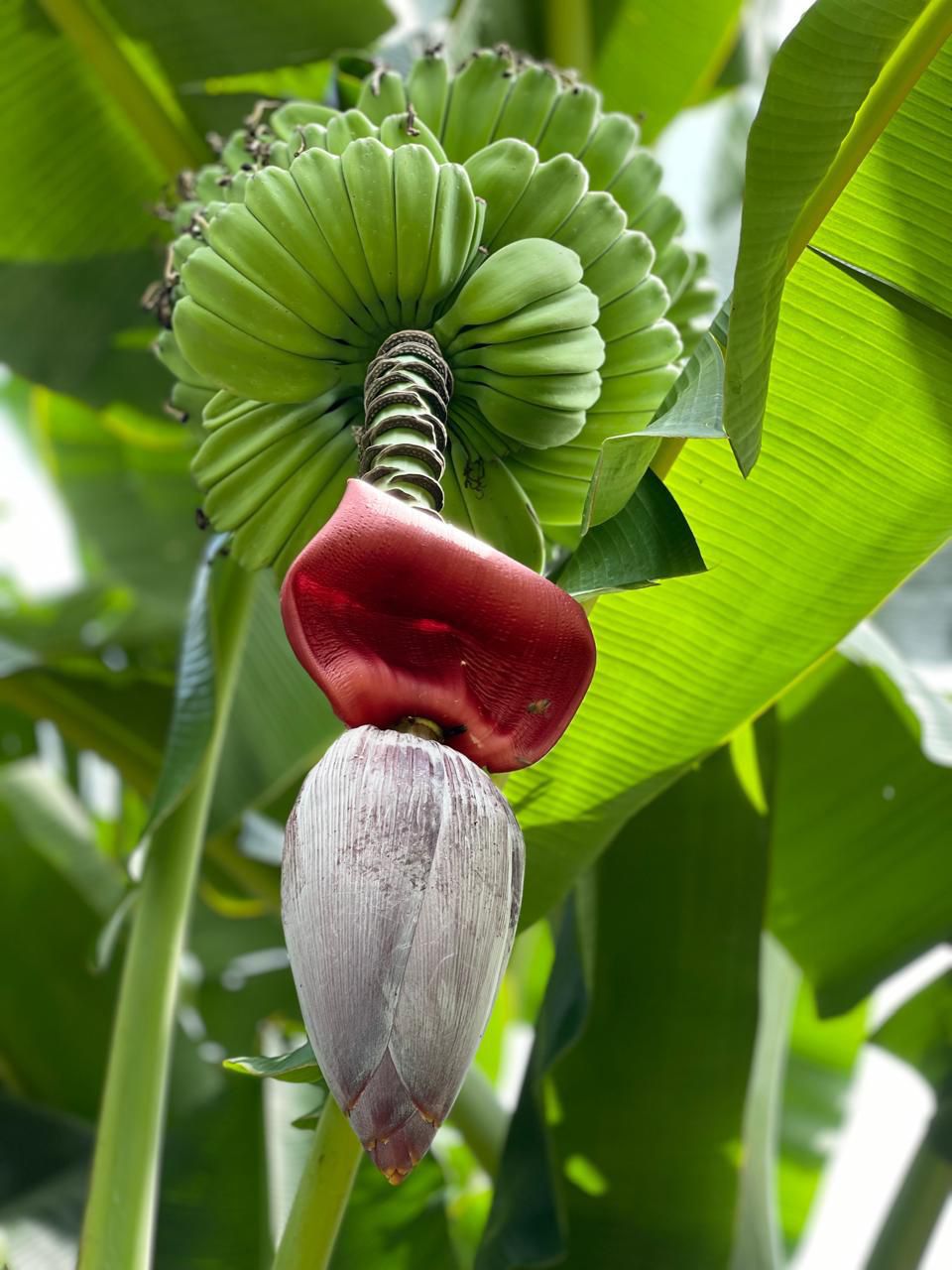 Flor de plátano y racimo verde