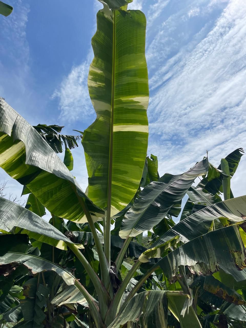 Platanera bajo el cielo