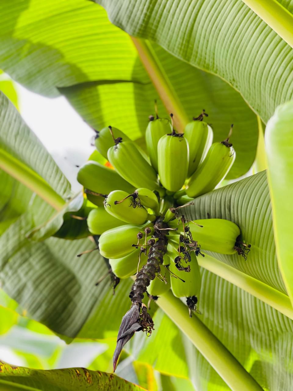 Racimo verde entre hojas de plátano