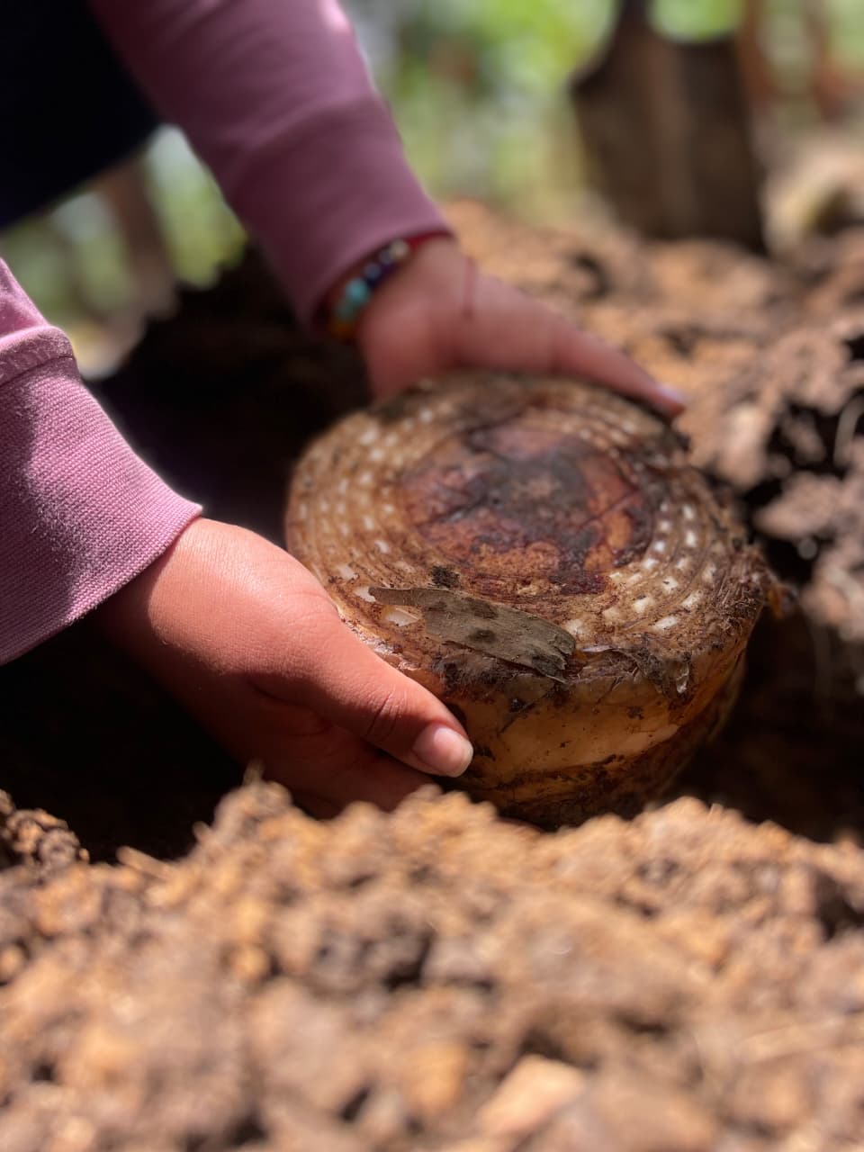 Manos sosteniendo un cormo de plátano en la tierra del cultivo